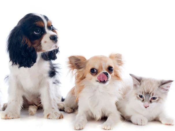 37. evropski kongres veterinarske dermatologije